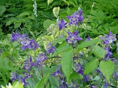 organic flowers