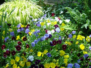 organic flowers
