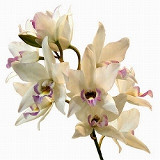 dendrobium