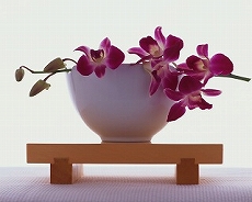 dendrobium