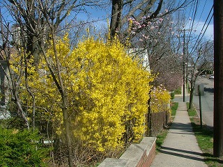 forsythia