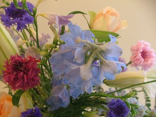 delphinium