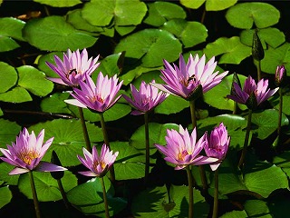 lotus